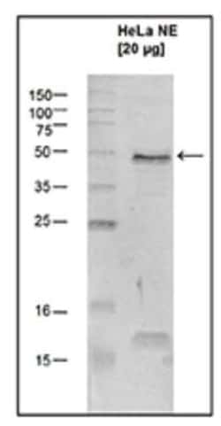 SETD7/9 Rabbit anti-Human, Polyclonal, Novus Biologicals 25 &mu;g | Buy Online | Novus Biologicals | Fisher Scientific